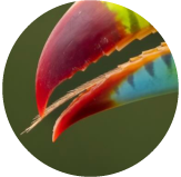 Close-up of a multicolored crustacean claw with serrated edges on a green background.