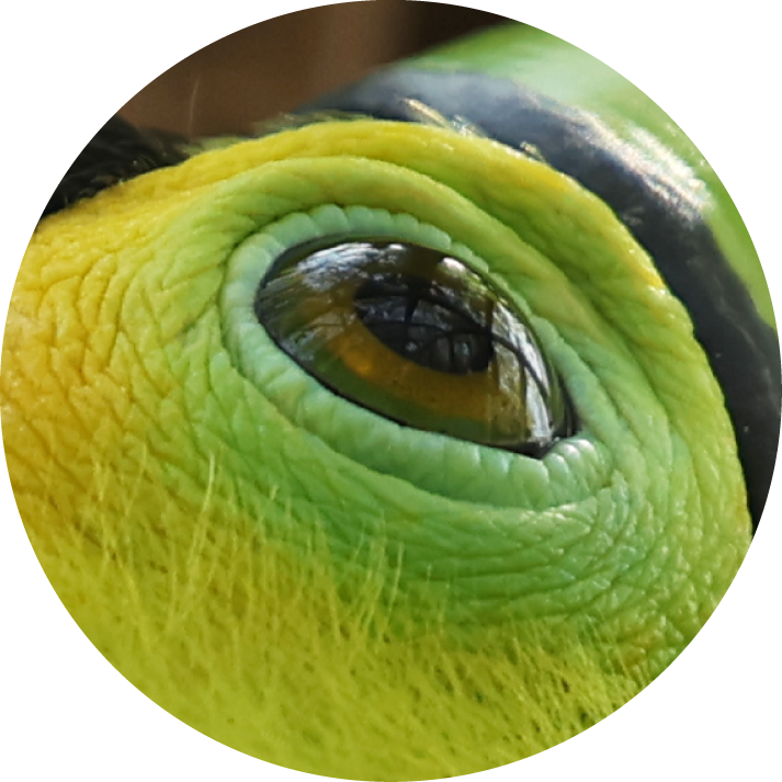 Close-up of a green and yellow reptile's eye with textured skin detail.