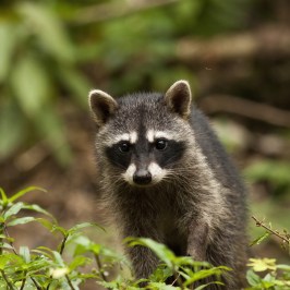Raccoon standing on grass in a forest with a blurred background.