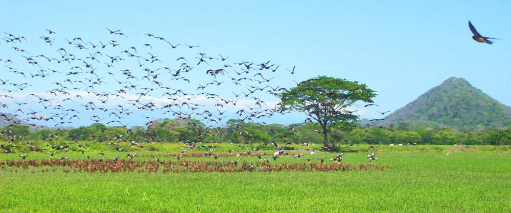 Flock of birds flying over a green field with a tree and mountain in the background.