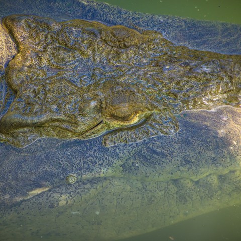 Crocodile submerged in murky green water with only its head visible.