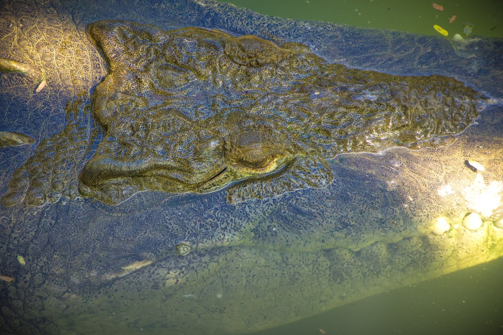 Crocodile submerged in murky green water with only its head visible.