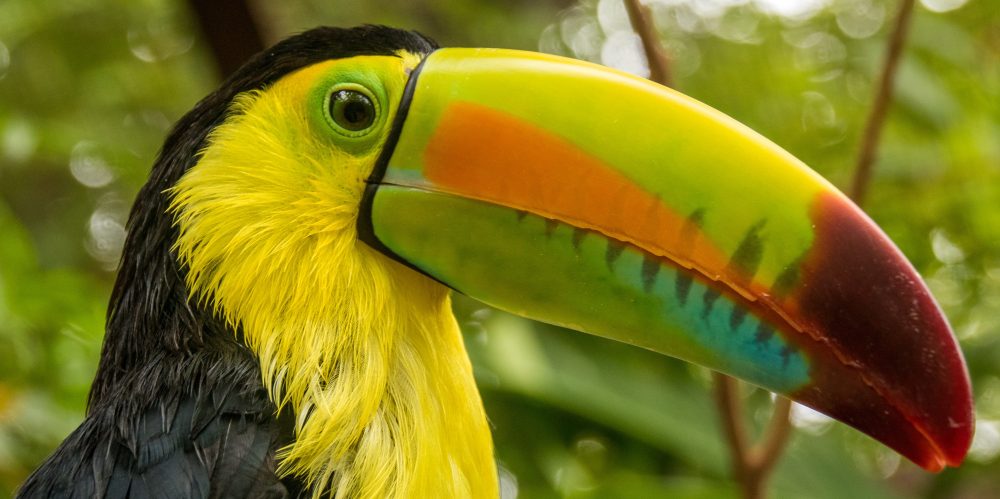 Close-up of a colorful toucan with vibrant beak in a lush green setting.