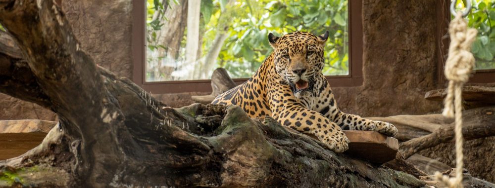 Jaguar resting on a large tree branch in a zoo enclosure.