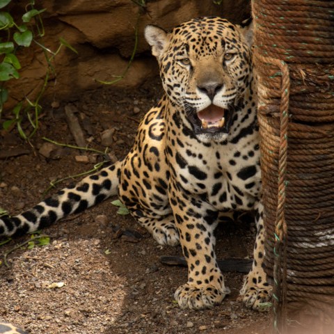 Jaguar sitting on ground, mouth open, next to a wrapped rope post.