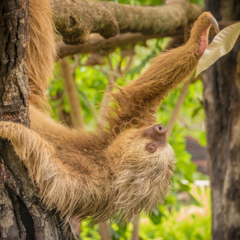 A sloth hanging upside down from a tree branch in a green forest.