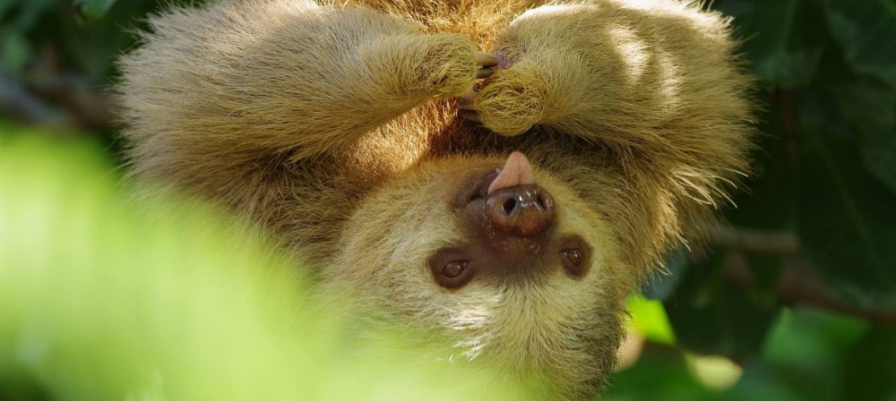 Sloth hanging upside down on a tree branch, surrounded by green leaves.