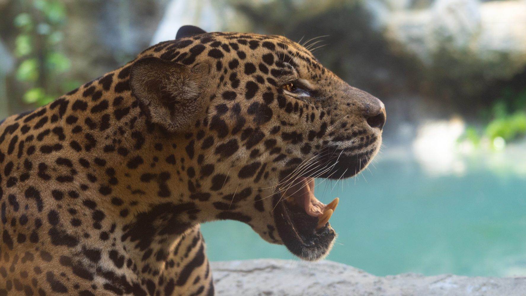 Jaguar with mouth open, showing teeth, beside a water body.
