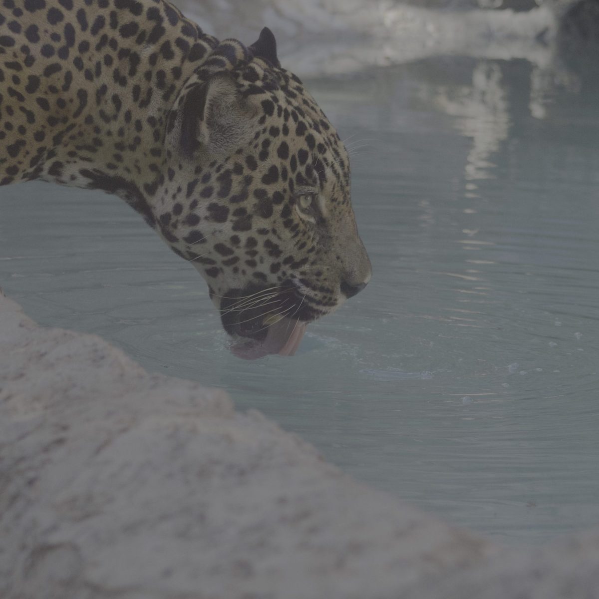 Leopard drinking water from a small pond in a rocky area.
