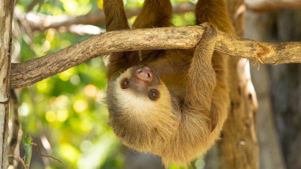 Sloth hanging upside down on a tree branch in a forest.