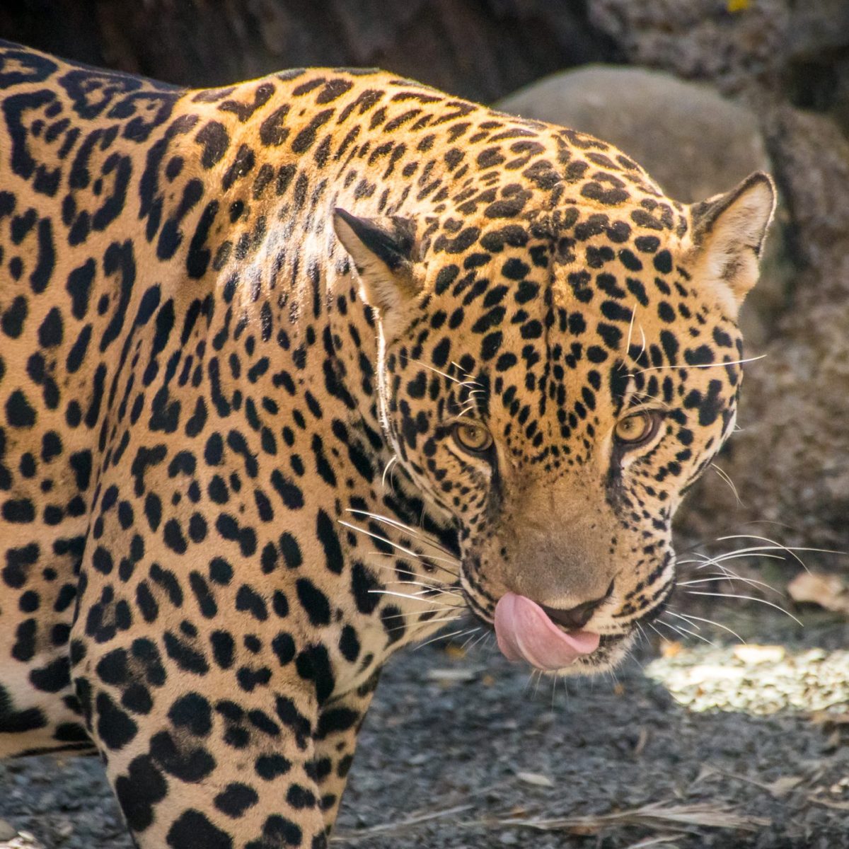 Jaguar licking its nose while standing on a rocky surface.