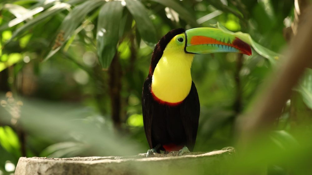 Toucan with colorful beak perched on a branch, surrounded by lush green foliage.