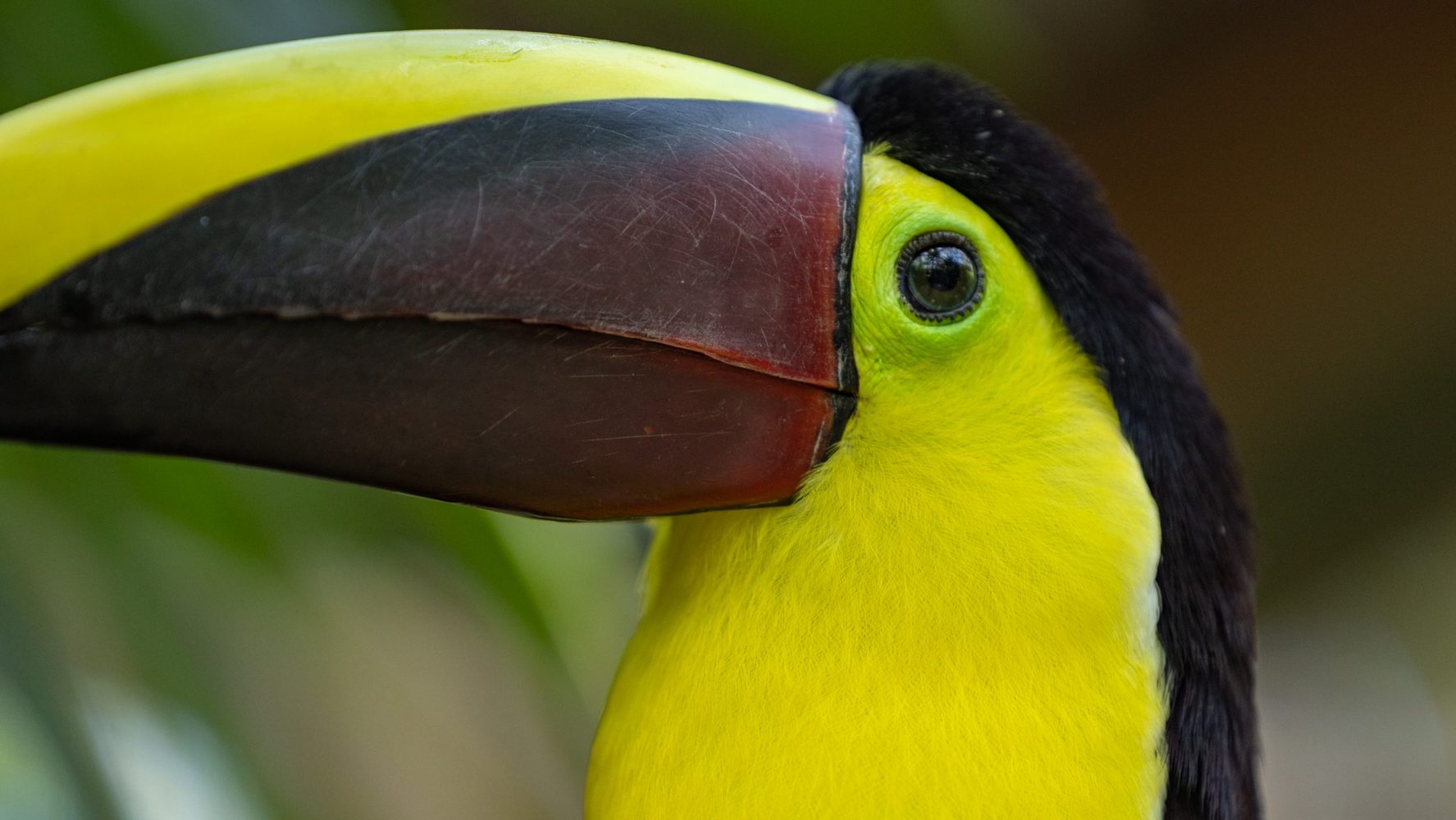 Toucan at Diamante Eco Adventure Park Animal Sanctuary