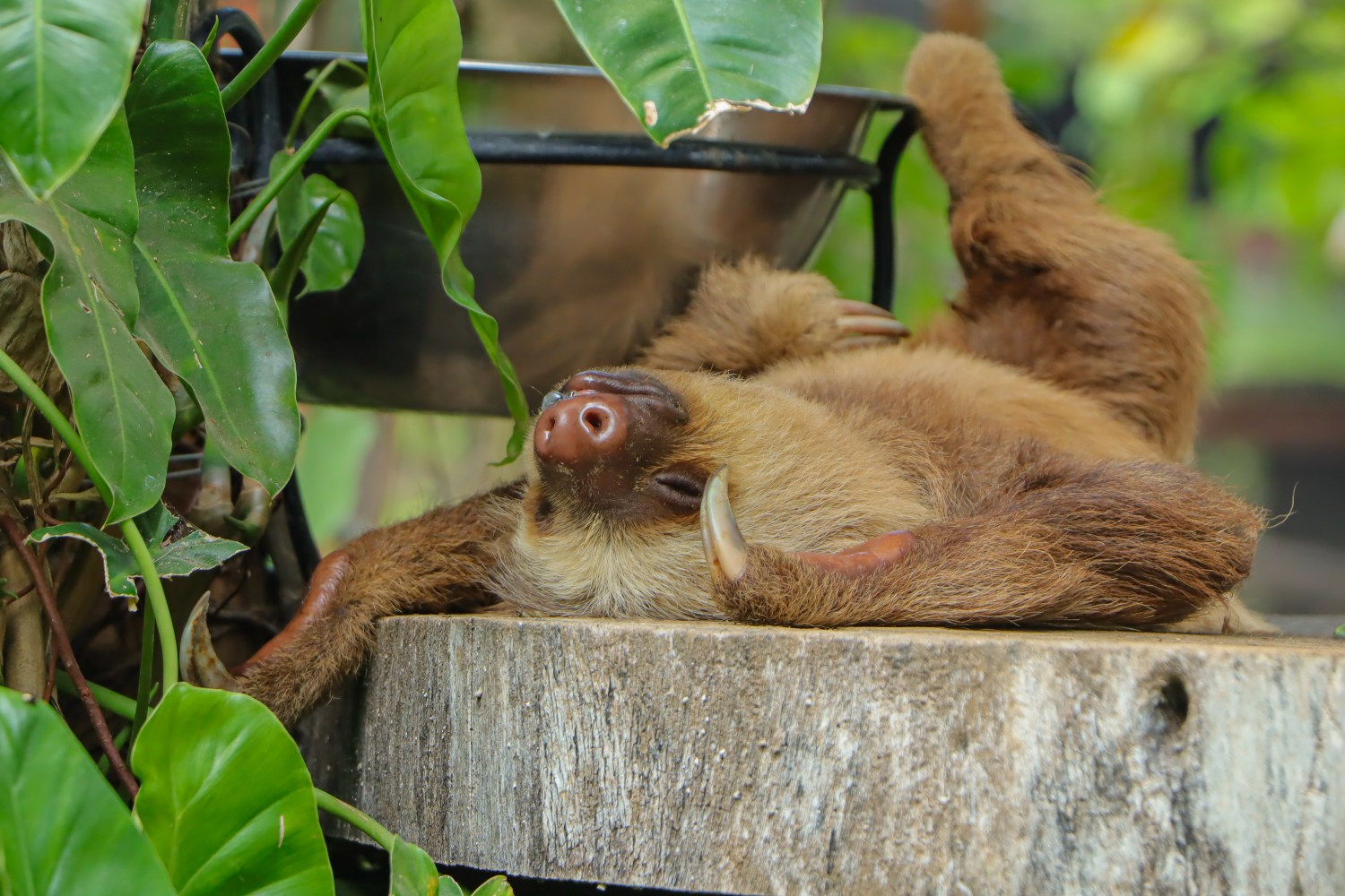 Sloth at the Animal Sanctuary at Diamante Eco Adventure Park