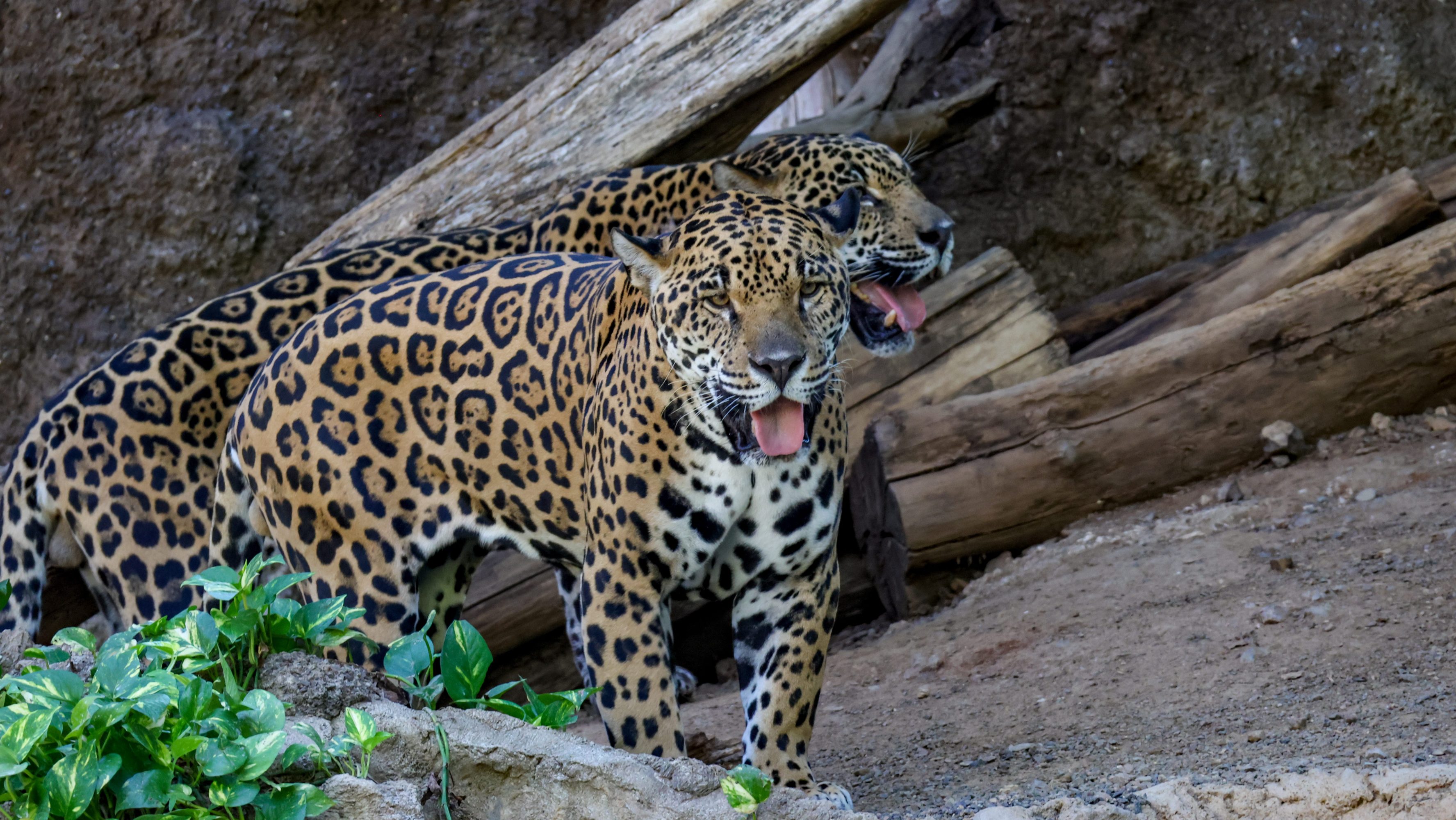 Two leopards standing on rocky terrain, surrounded by logs and foliage.