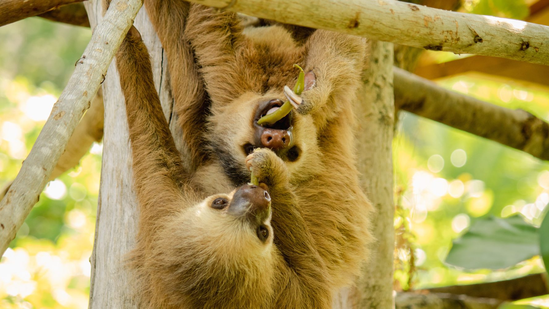 Sloth at the Animal Sanctuary in Diamante Costa Rica
